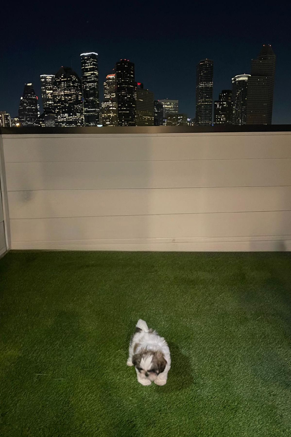 A small, fluffy dog on green turf with a lit-up city skyline at night in the background.