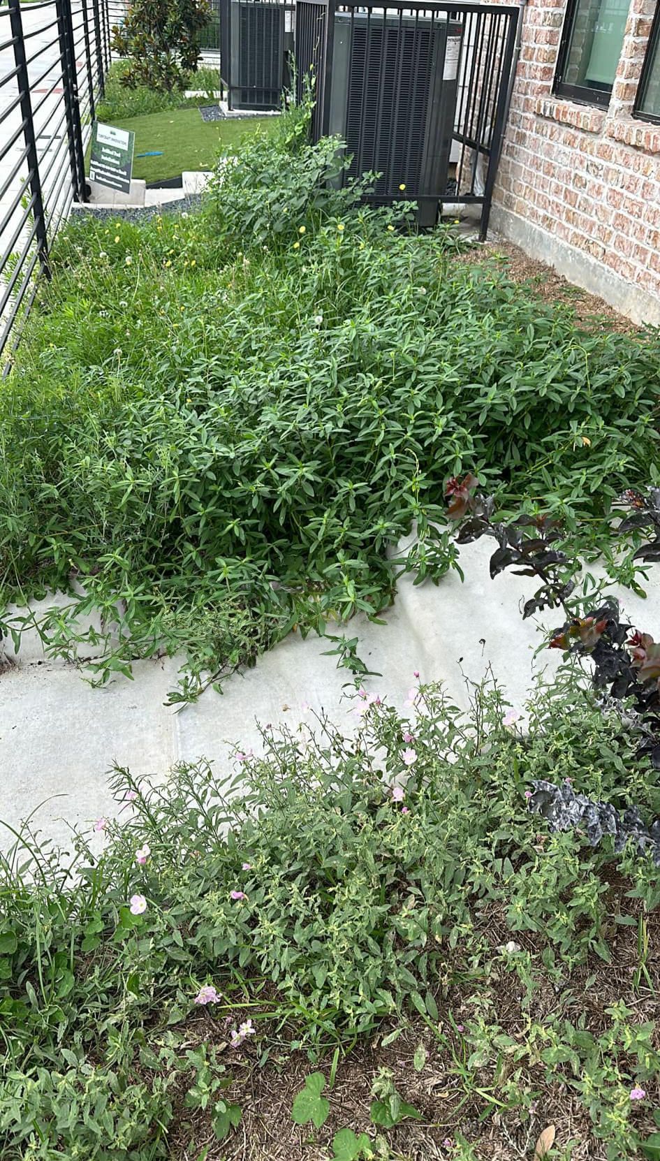 Concrete walkway overgrown with weeds next to a building and fence.
