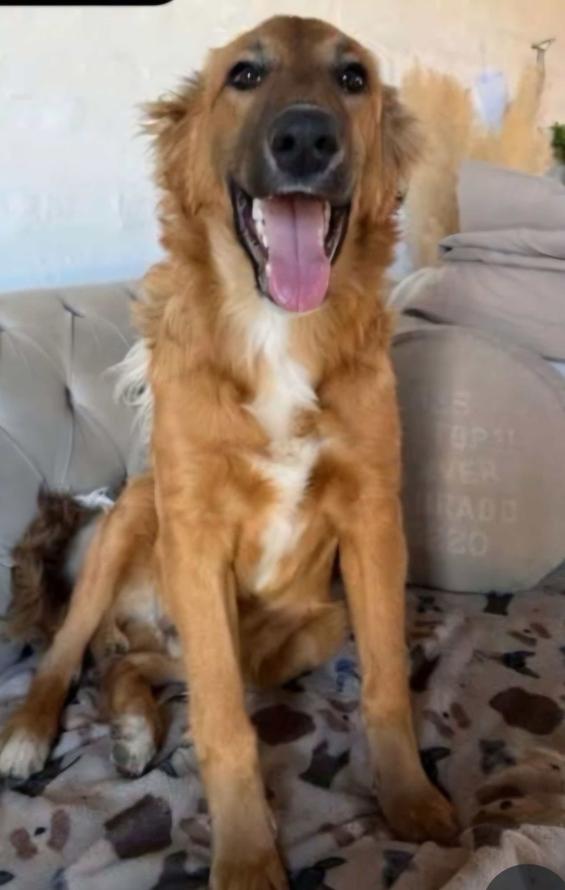 Perro de color marrón dorado con la boca abierta, sentado en un sofá con una almohada blanca y una manta estampada.