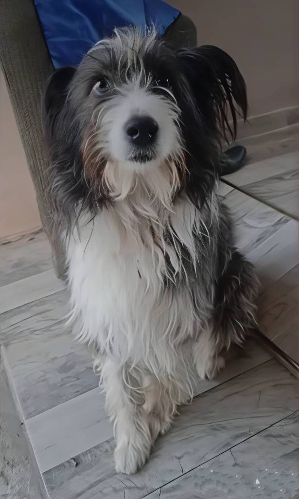 Perro peludo de pelaje blanco y negro, mirando directamente a la cámara. En el interior, sobre un suelo de baldosas.