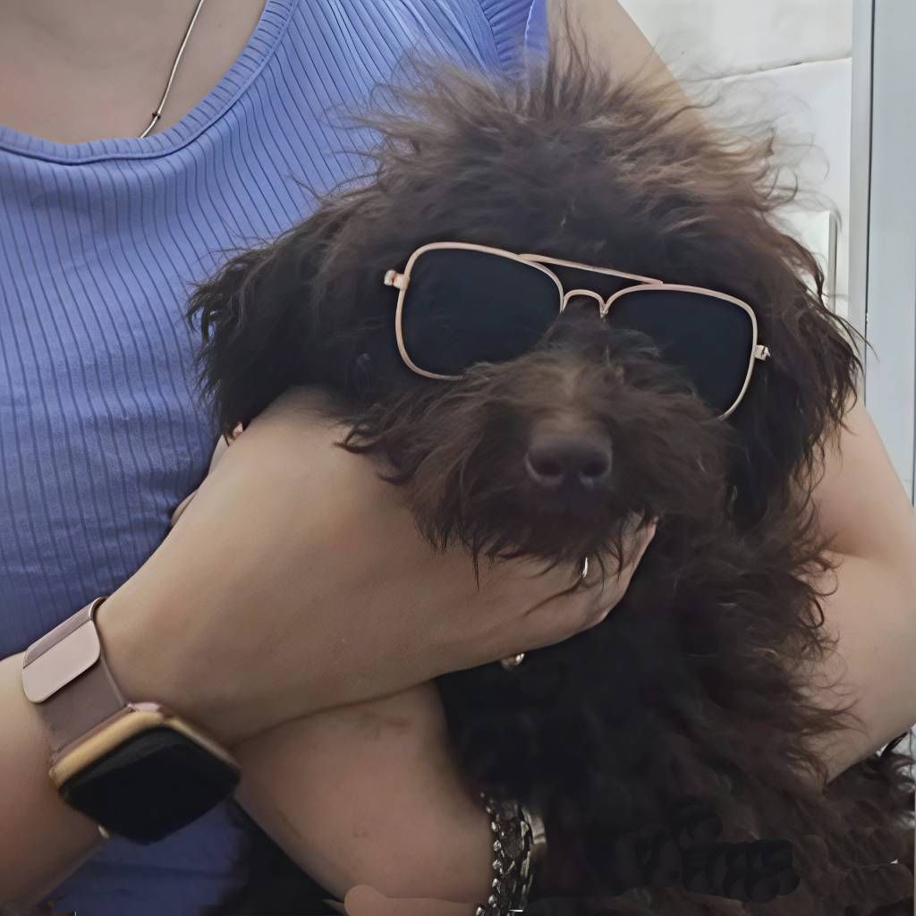 Perro marrón con gafas de sol, sostenido en brazos por alguien, en el interior.