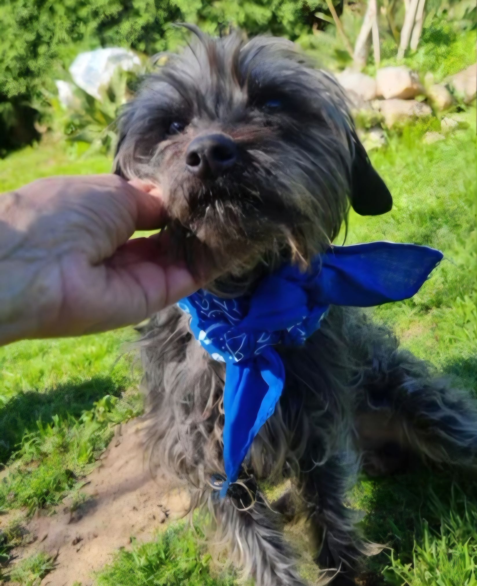 Un perro pequeño, oscuro y desaliñado con un pañuelo azul es acariciado por una persona en una colina cubierta de hierba.