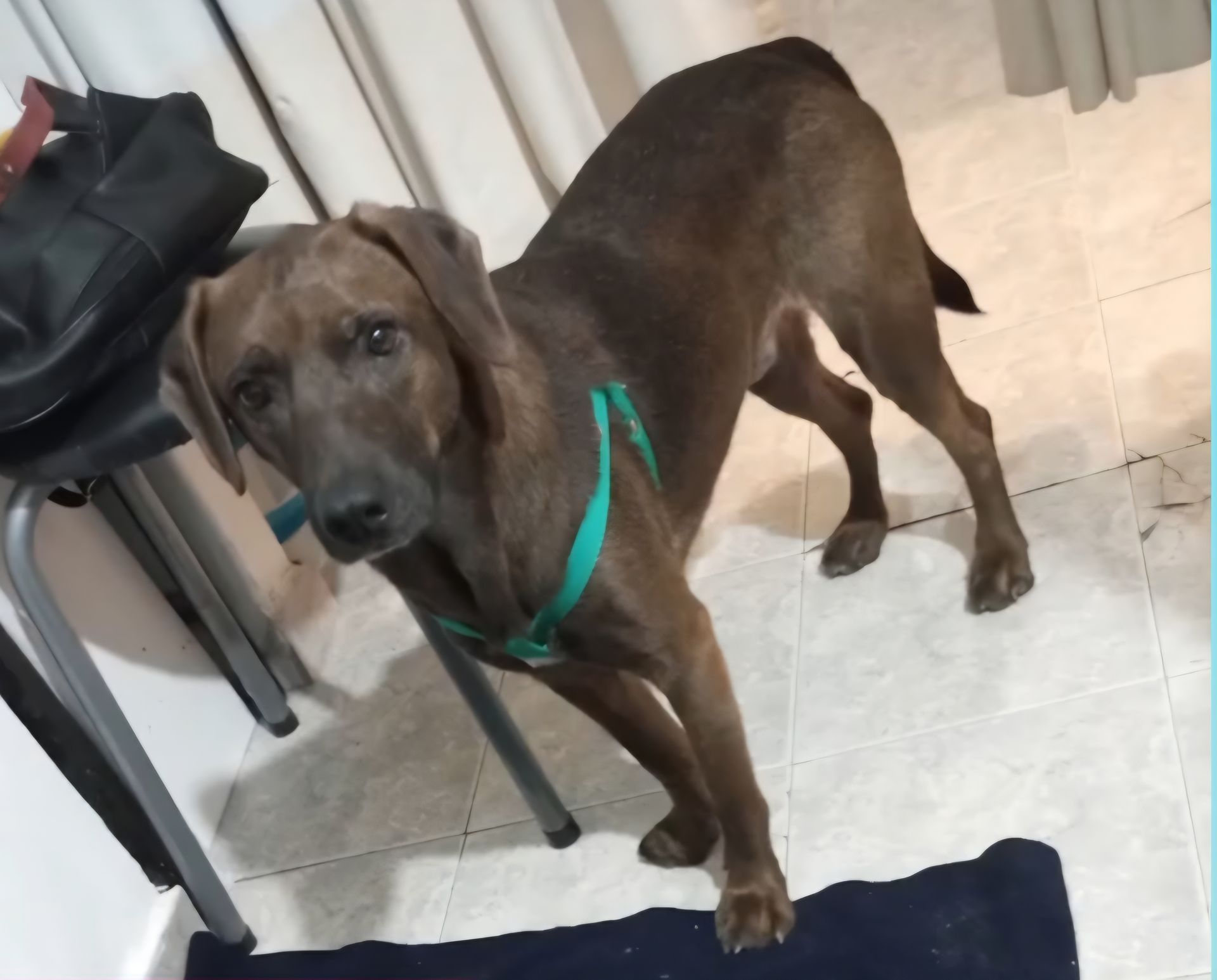 Perro marrón con un arnés verde de pie en el interior, mirando a la cámara.