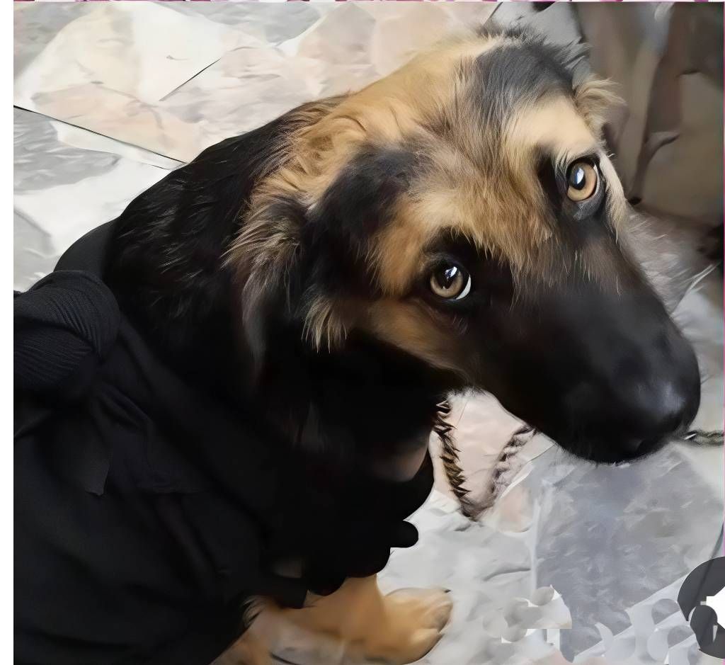 Perro mestizo de pastor alemán con pelaje negro y fuego, mirando hacia arriba y vistiendo una chaqueta negra.