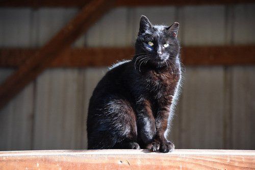 A black cat that has been TNR'd sits on a wood beam