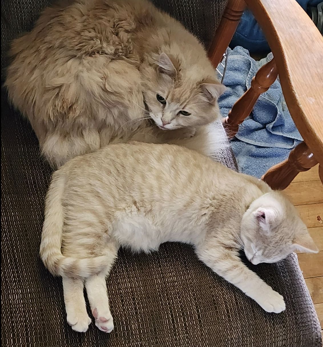 Two light colored cats laying together on rocking chair
