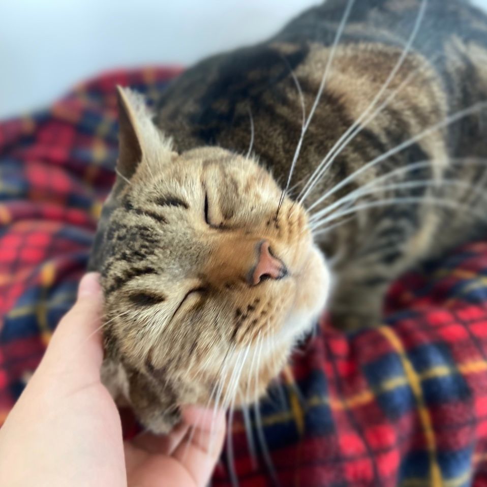 A Feline & Friends Foundation volunteer holds a cat