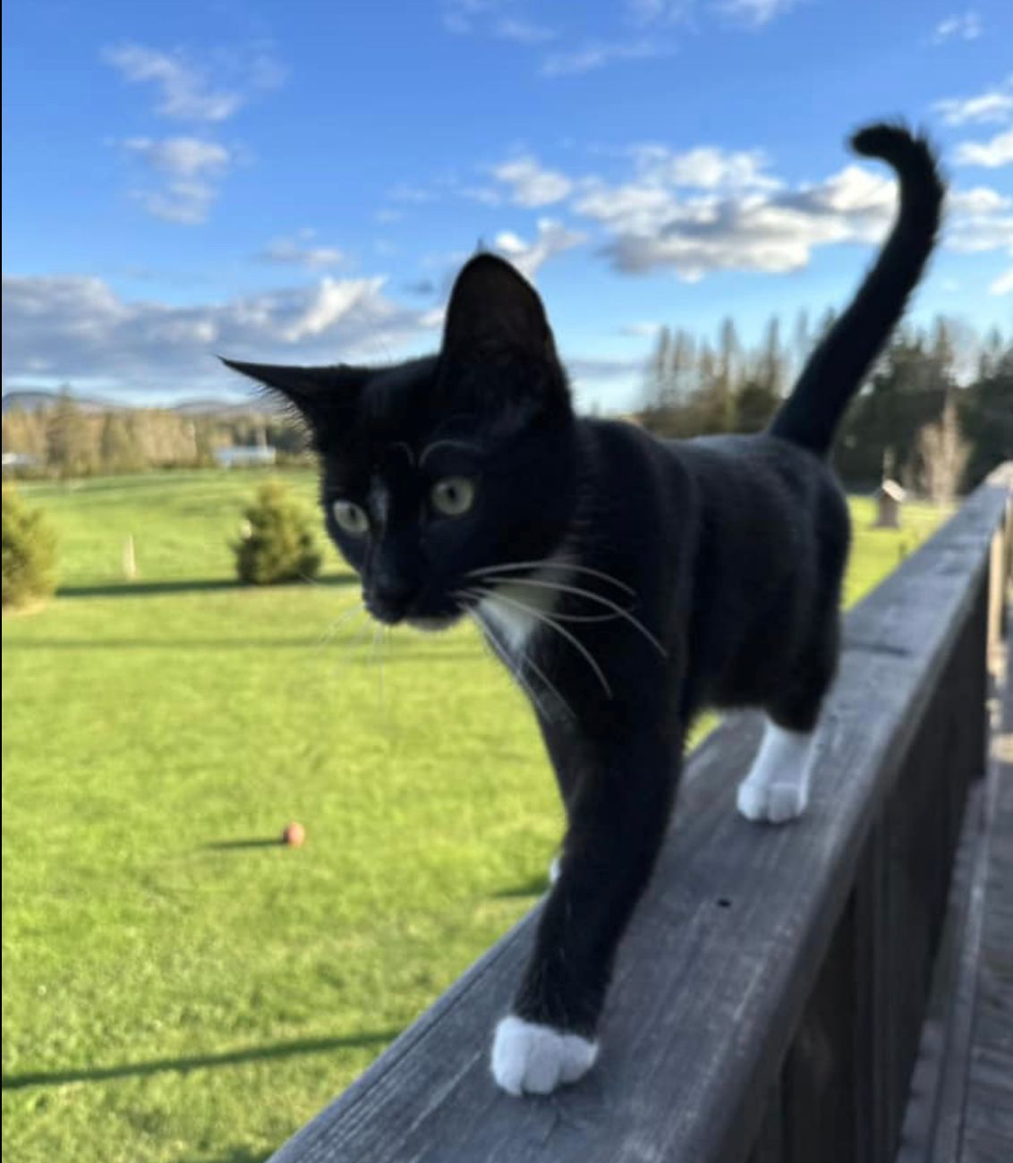 Black and white kitten on deck railing.