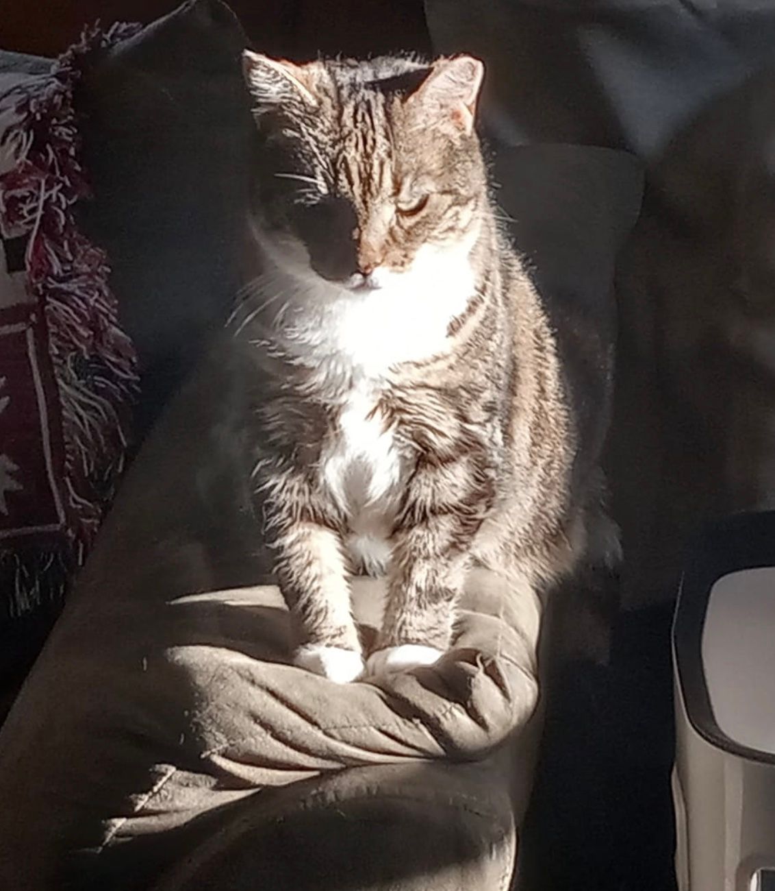 White and brown cat sitting on couch