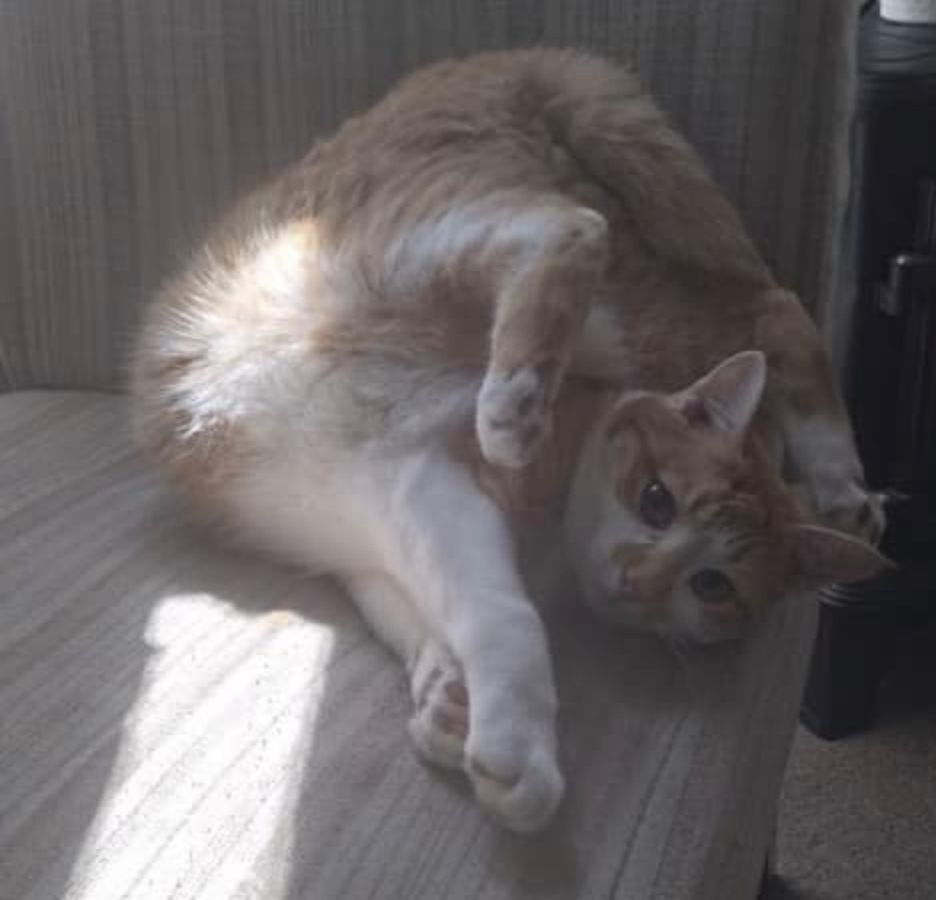 Blonde cat in upside-down position