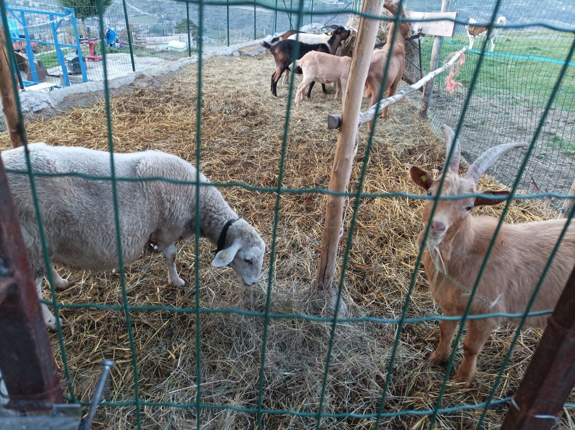 Pecore e capre in un recinto, al pascolo su fieno all'aperto