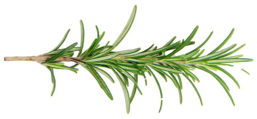 Rametto di rosmarino verde con foglie sottili e aghiformi su sfondo bianco.