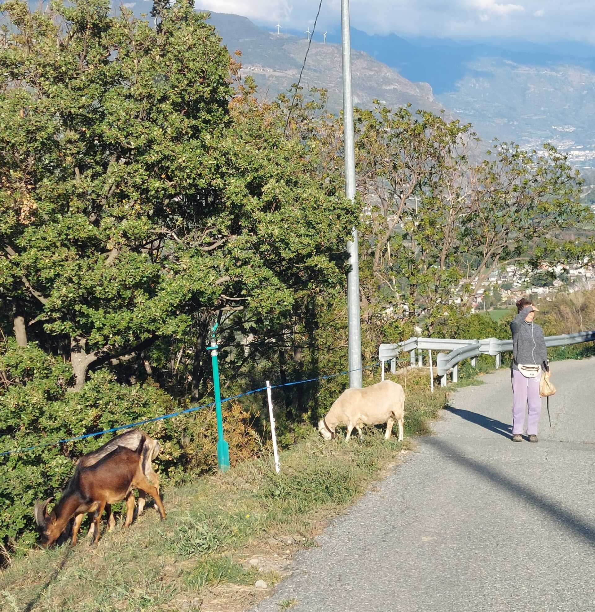 Capre al pascolo a lato di una strada mentre una persona cammina su un sentiero soleggiato in collina, con le montagne sullo sfondo.
