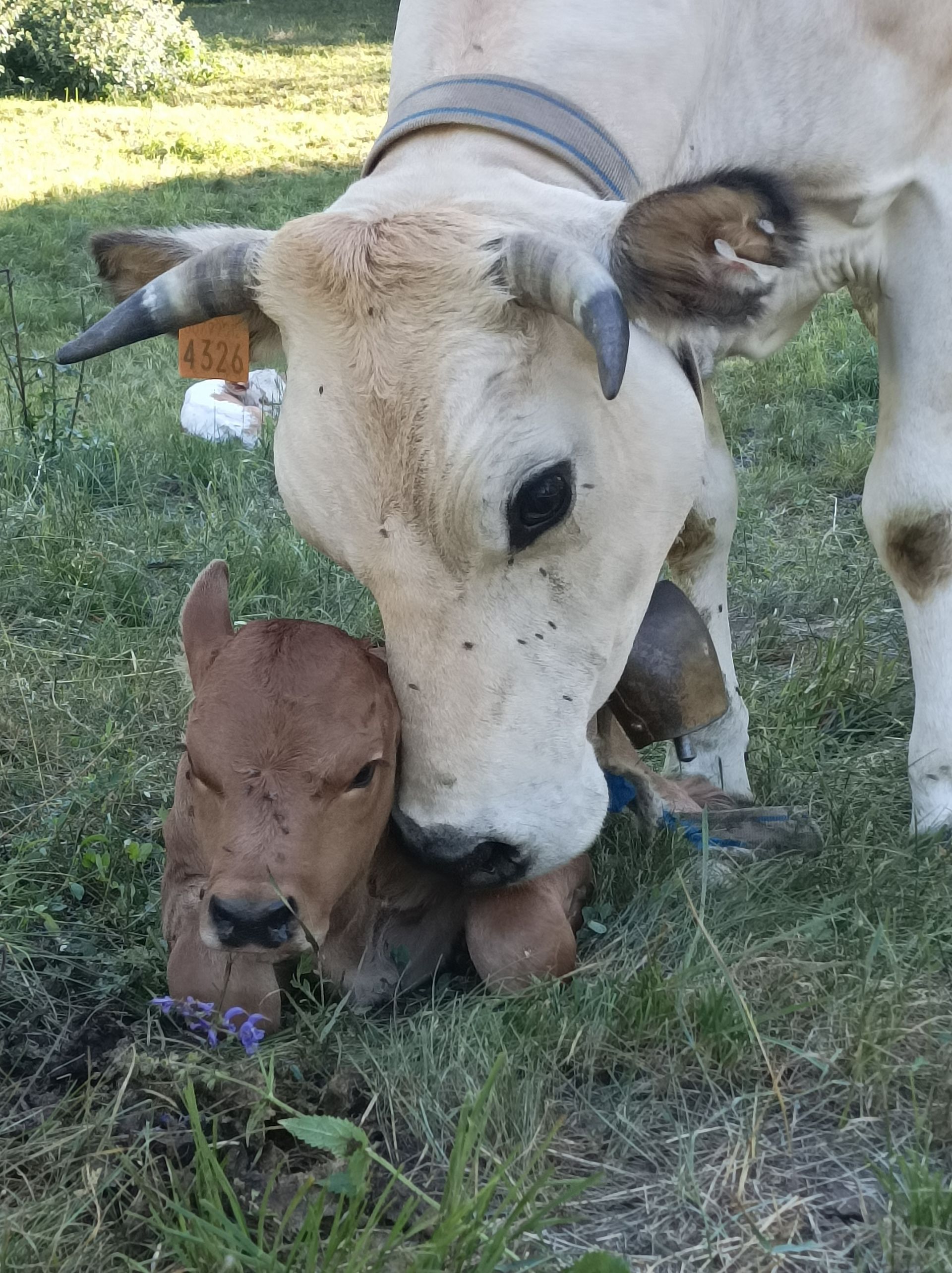 Una mucca strofina il muso contro un vitello sull'erba, il quale tiene in mano un fiore viola.