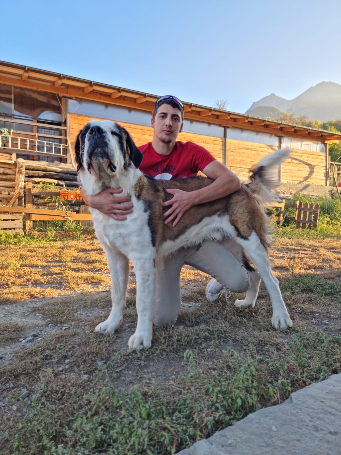 Un uomo in piedi accanto a un grosso cane San Bernardo all'aperto, vicino a un edificio rustico, al tramonto.