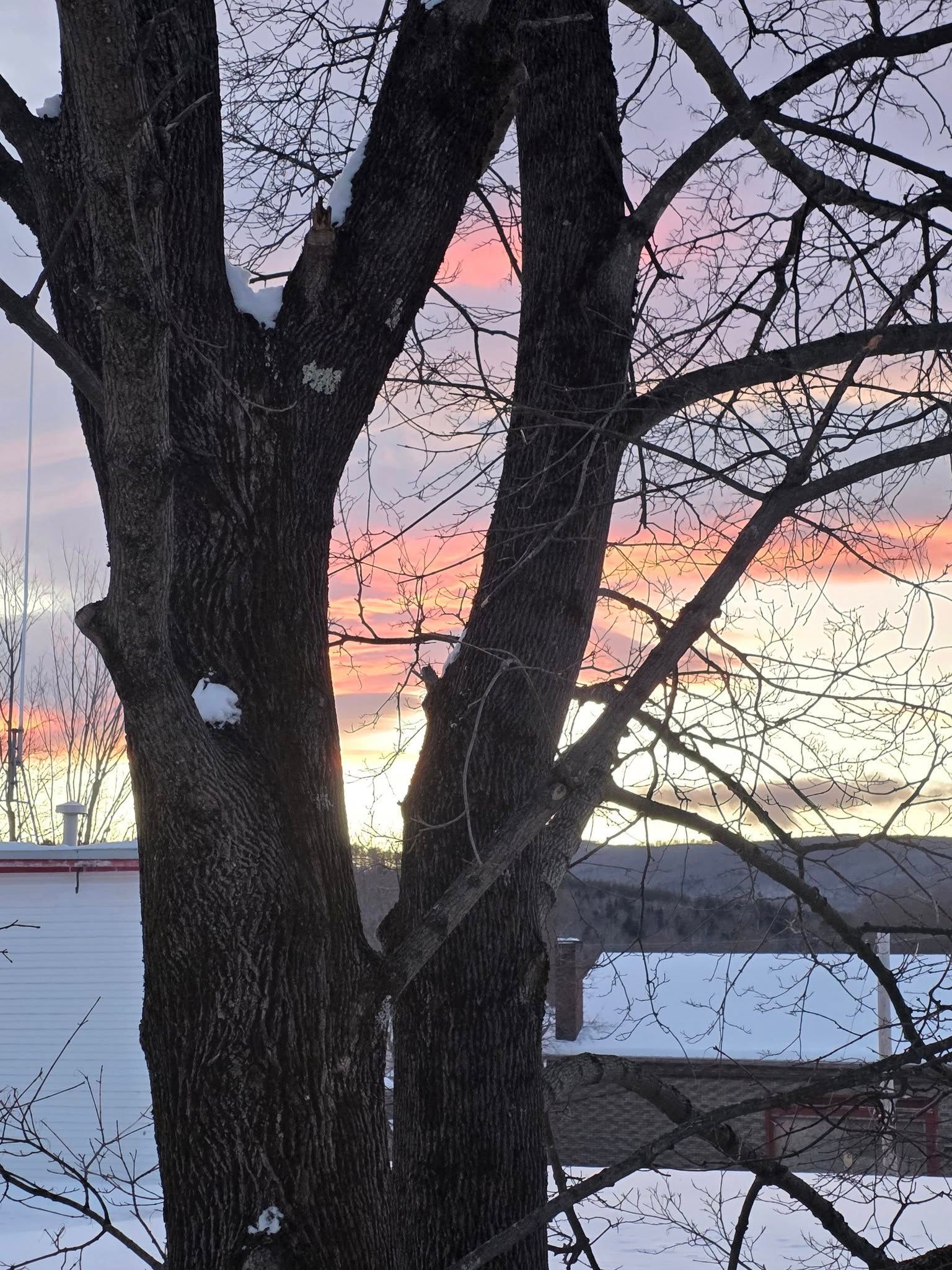 Bare trees silhouetted against a pink-orange sunset over a snowy rooftop