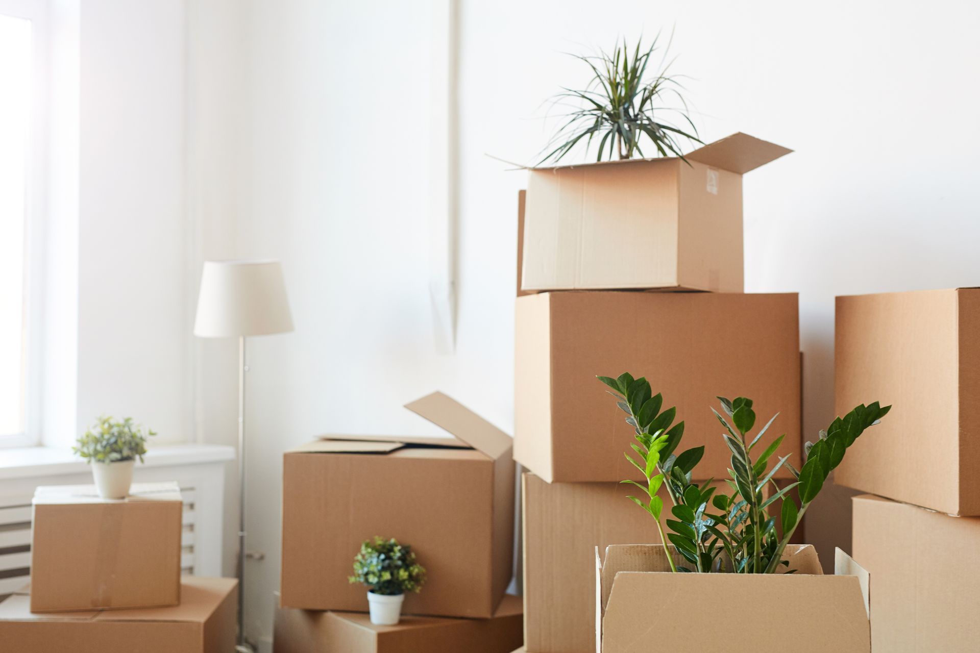 Moving boxes and potted plants in a bright room, suggesting a home move or unpacking.