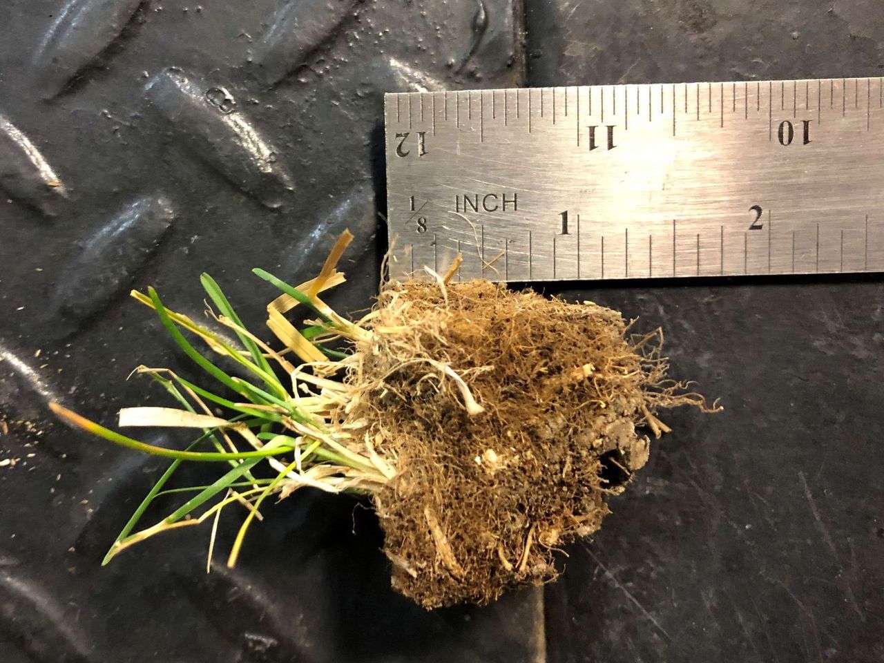 Green Magic Billings, MT Lawn Care Services