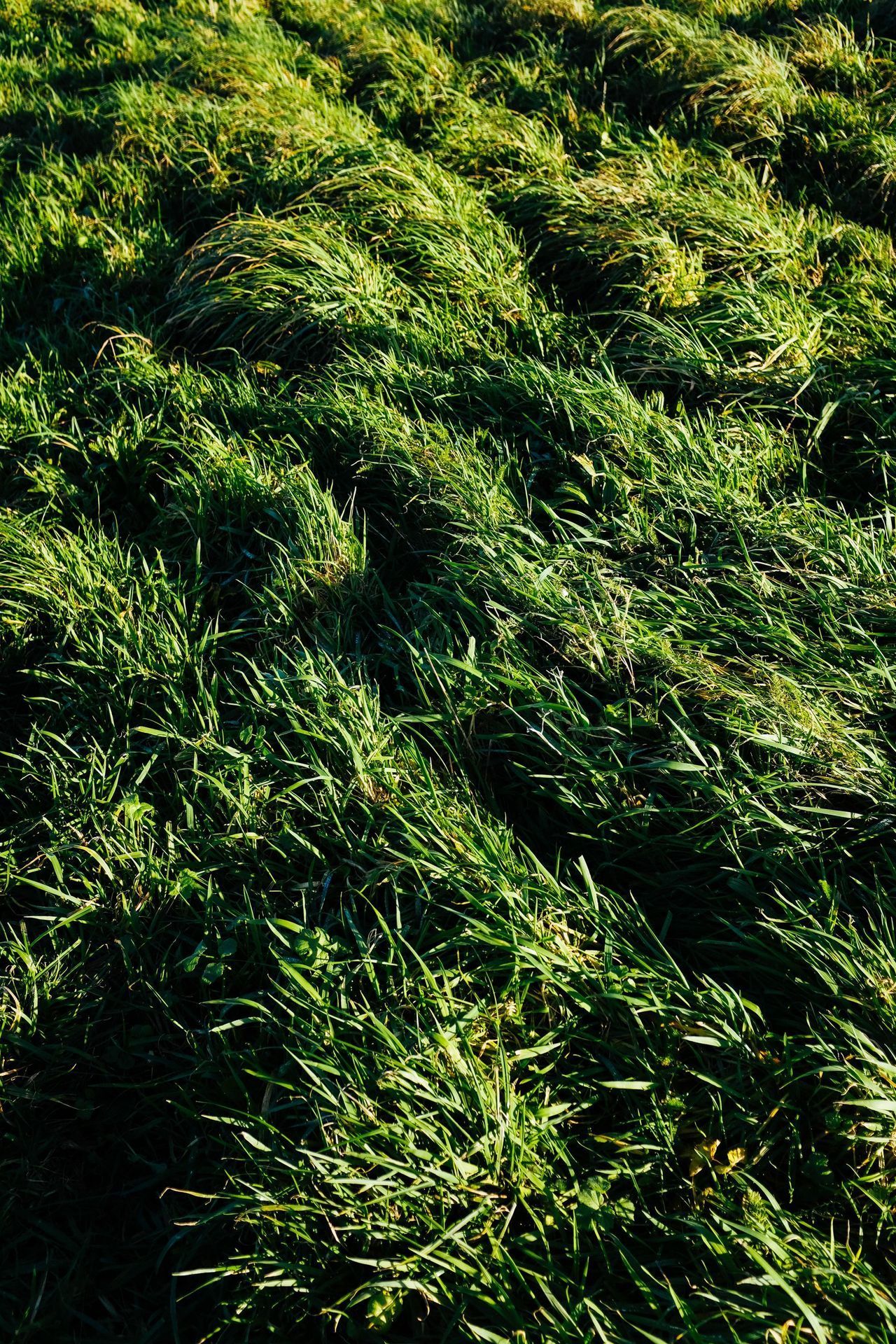 Crab Grass