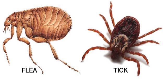 A side-by-side comparison showing a brown, laterally flattened flea on the left and a round, eight-legged tick on the right.