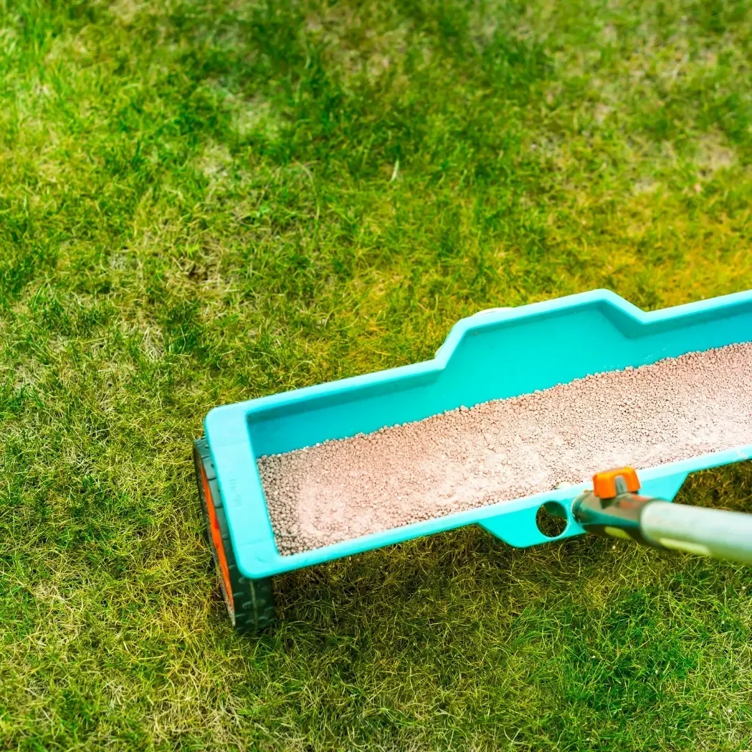 A turquoise lawn spreader filled with granules being pushed across a grassy yard