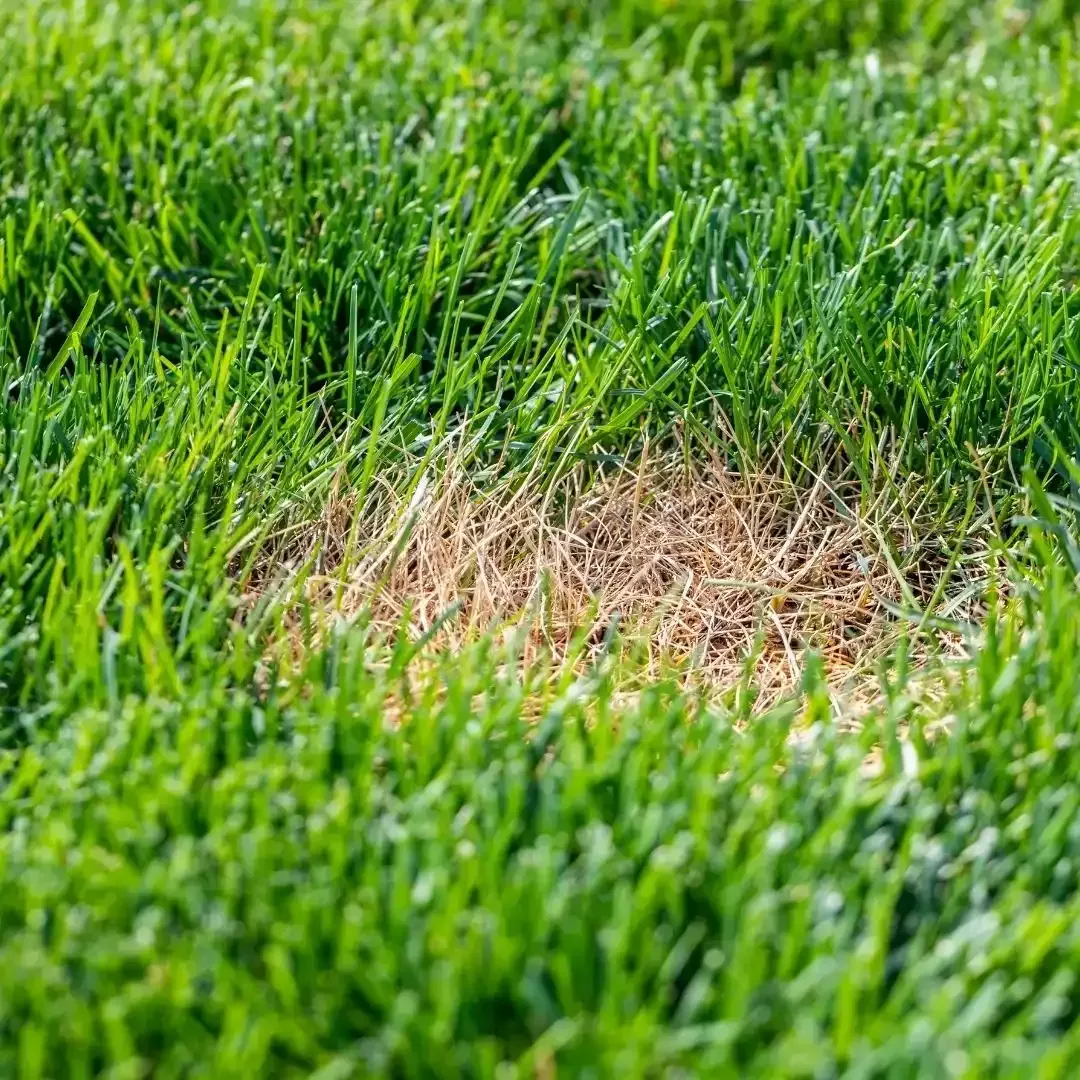 Circular brown patch in green grass that may indicate lawn fungus or turf stress in Billings, MT