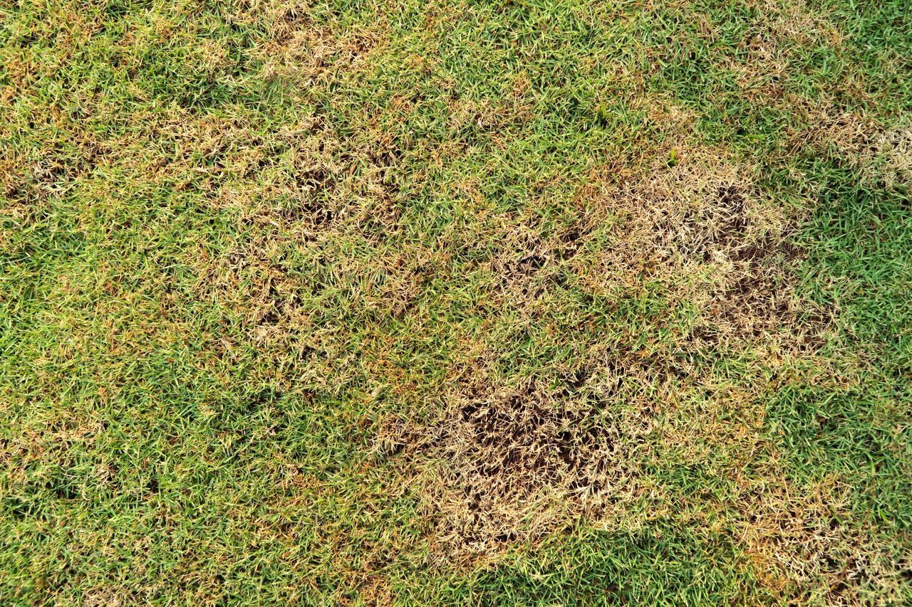 Insects
