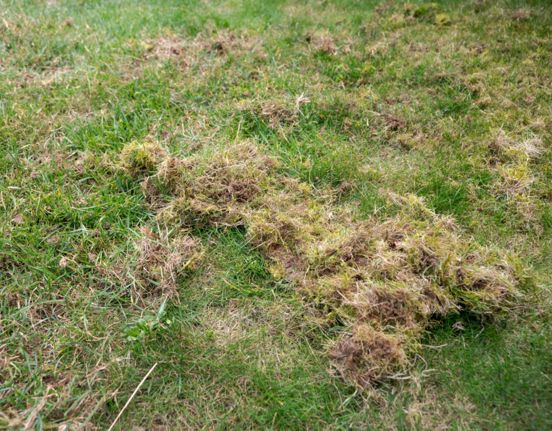 Clumps of dead grass and moss removed from a lawn during dethatching Clumps of dead grass and moss removed from a lawn during dethatching