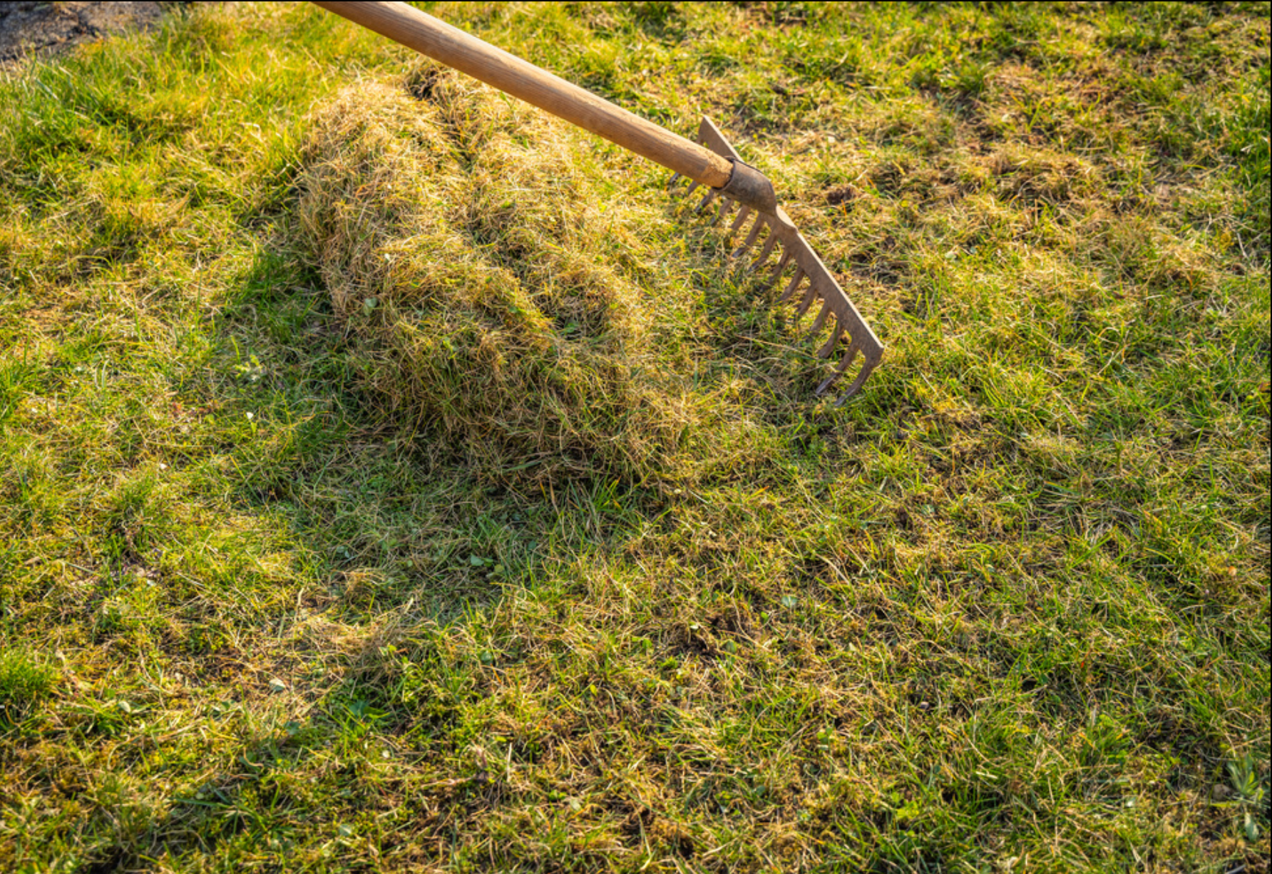 Metal garden rake pulling a thick mat of dead grass and thatch out of a green lawn