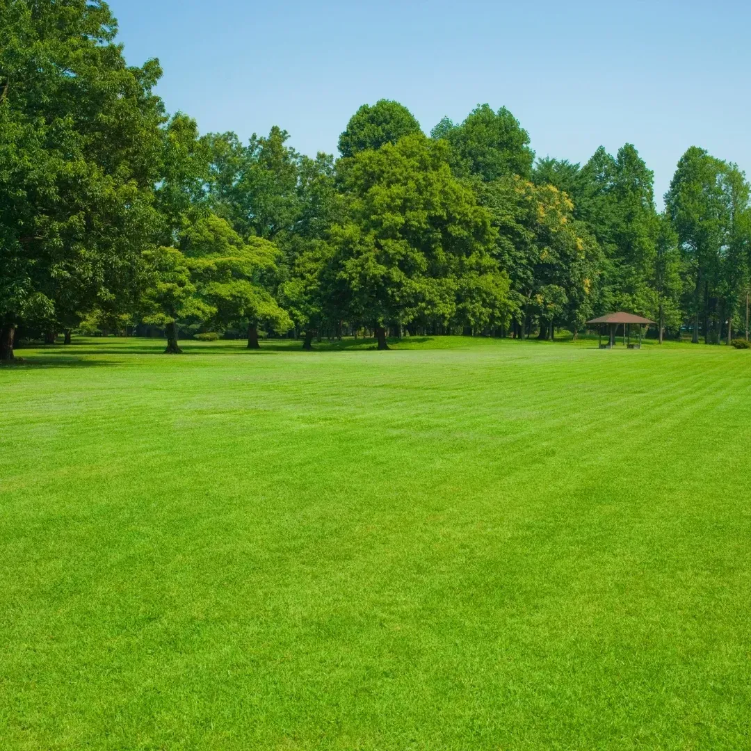 Wide green meadow with trees and a small pavilion under a clear blue sky
