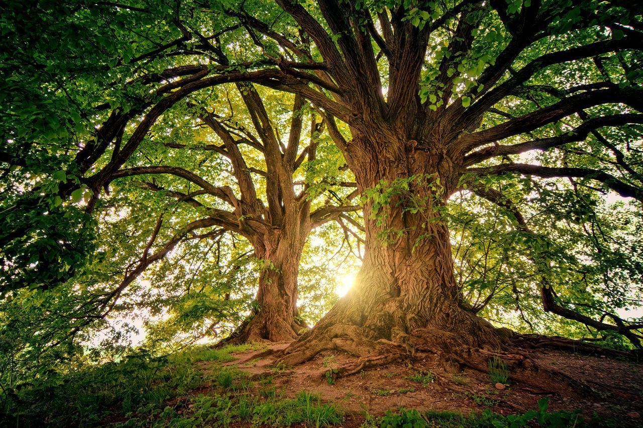 Two large, mature trees stand on a grassy hill, their intertwining branches illuminated by sunlight glowing behind them.