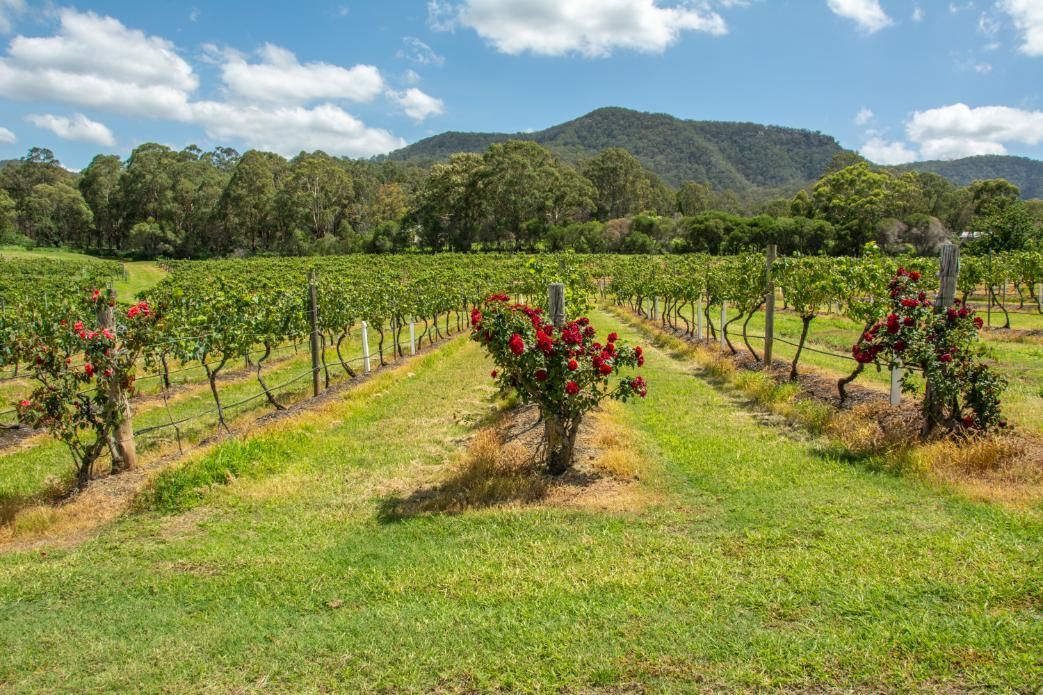 A Vineyard With Mountains In The Background And Flowers In The Foreground — Premier Bricks, Blocks & Pavers In Cessnock, NSW