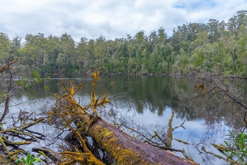 A Large Log Is Sitting In The Middle Of A Lake Surrounded By Trees — Premier Bricks, Blocks & Pavers In Chisholm, NSW