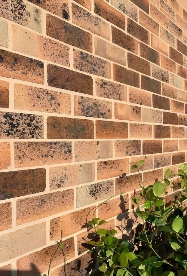 A Close Up Of A Brick Wall With A Plant In The Background — Premier Bricks, Blocks & Pavers In Cessnock, NSW