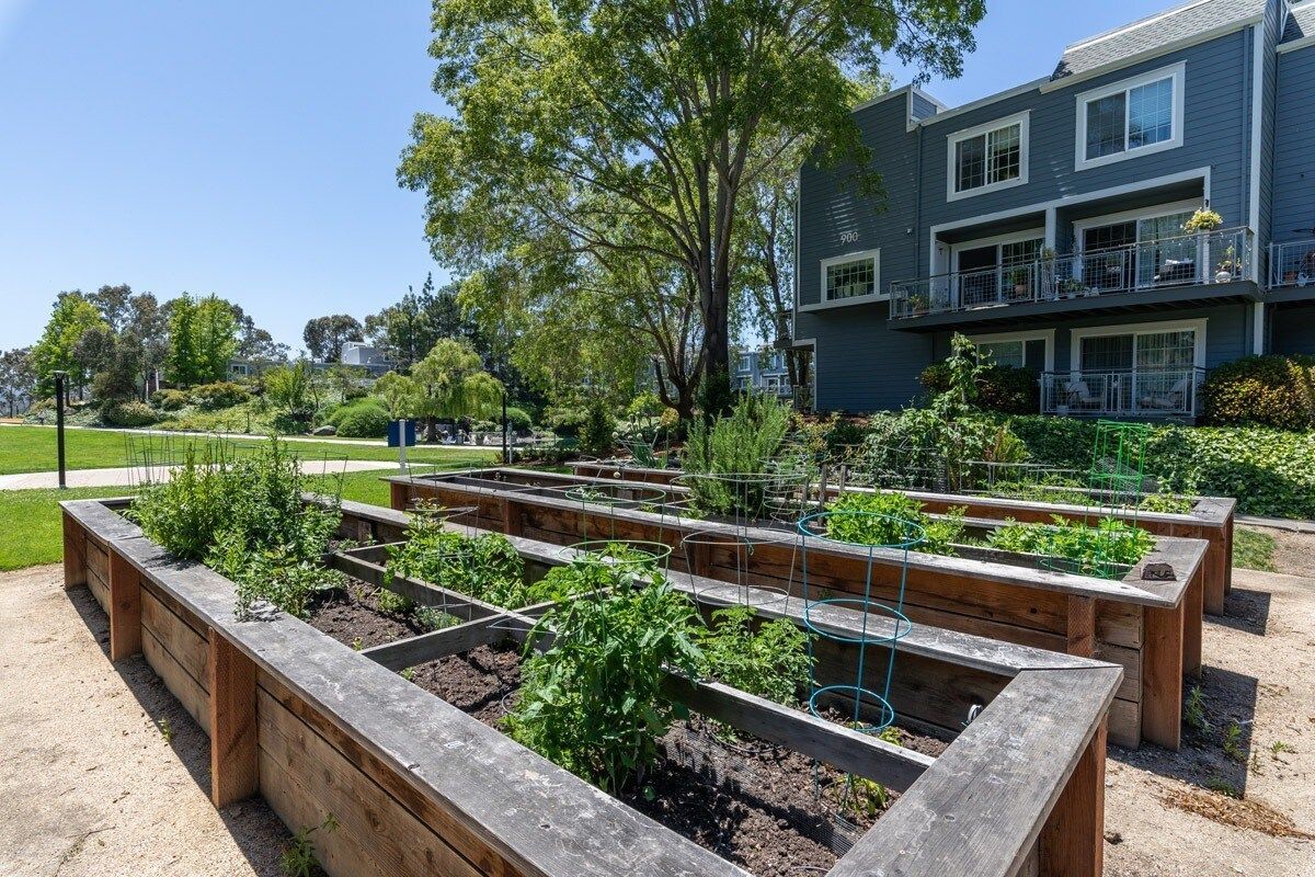 Raised garden beds with various plants sit in front of a blue apartment building on a sunny day.