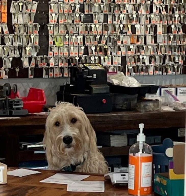 A dog sitting at a counter in front of a wall of keys