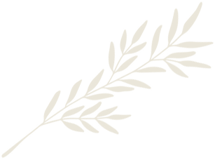 Light beige leafy sprig on white background.