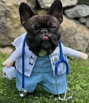 French bulldog dressed as a doctor with blue scrubs and stethoscope on grass, tongue out