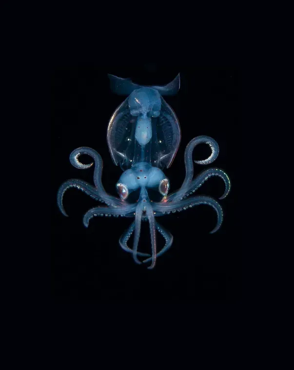 Glowing blue jellyfish-like creature with curled tentacles on a black background