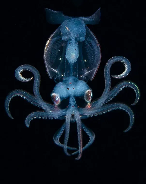 Blue bioluminescent squid with curled tentacles floating against a black background