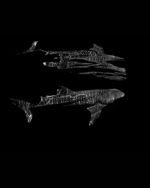 Two white dolphins swimming on a black background, one above the other, rendered in a dotted outline style