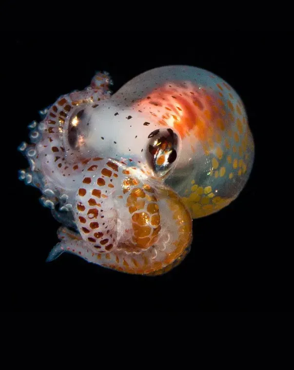 Spotted translucent nautilus floating against a black background