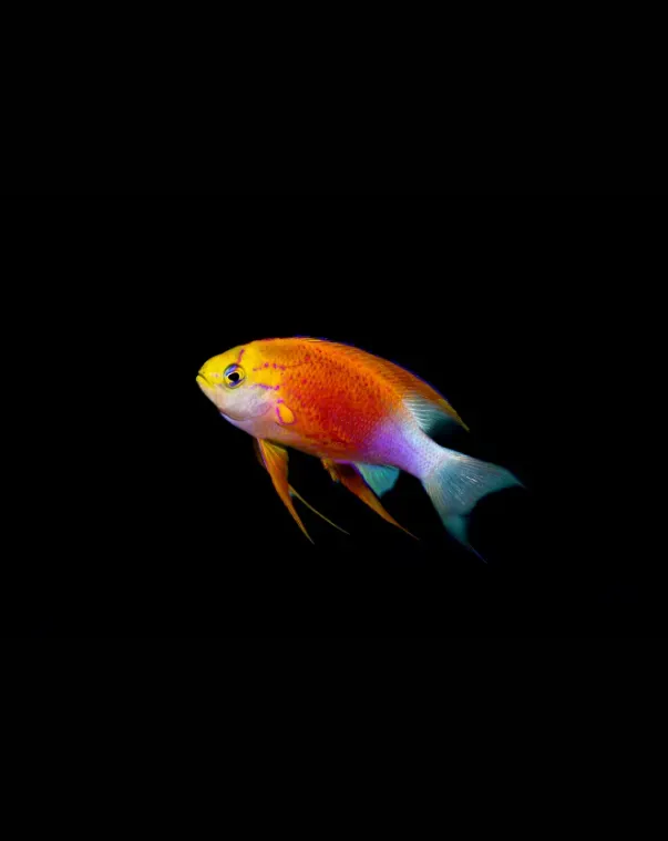 Colorful tropical fish with orange, yellow, and blue coloring against a black background