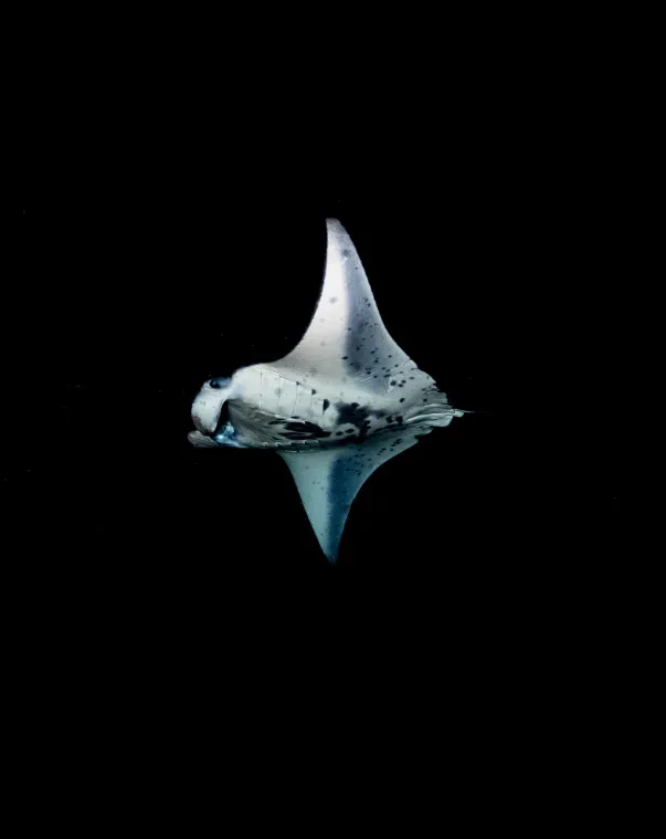 Silvery manta ray swimming against a black background