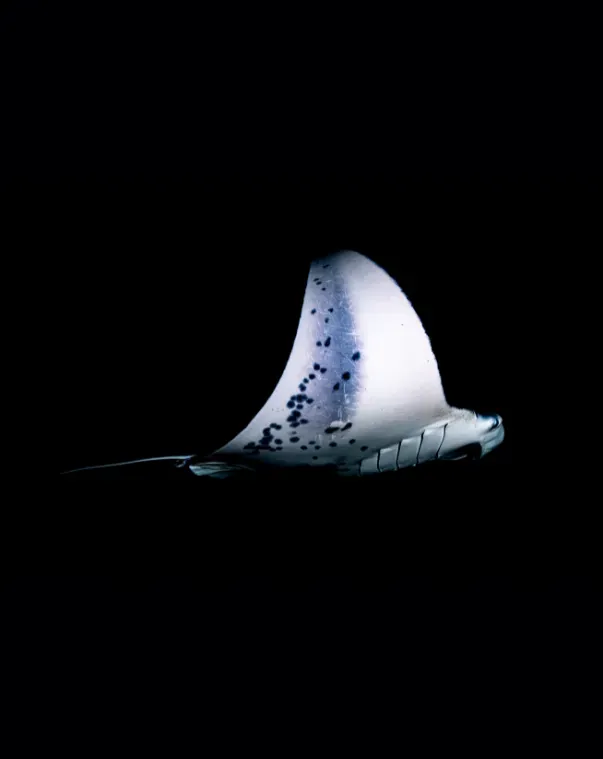 A white sail-like sculpture or object on a black background, speckled with dark spots.