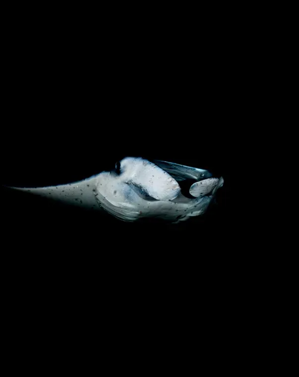 White manta ray swimming in dark water