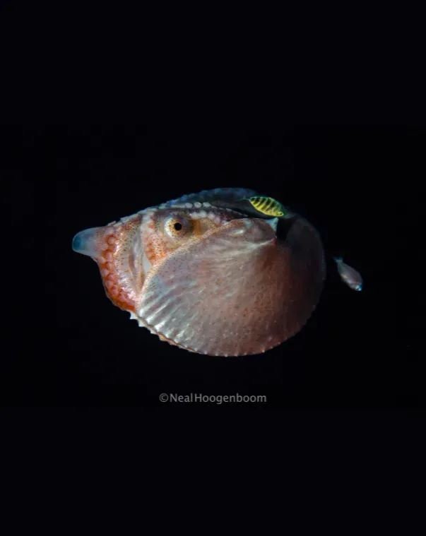 Translucent pink-brown squid with a rounded body against a black background