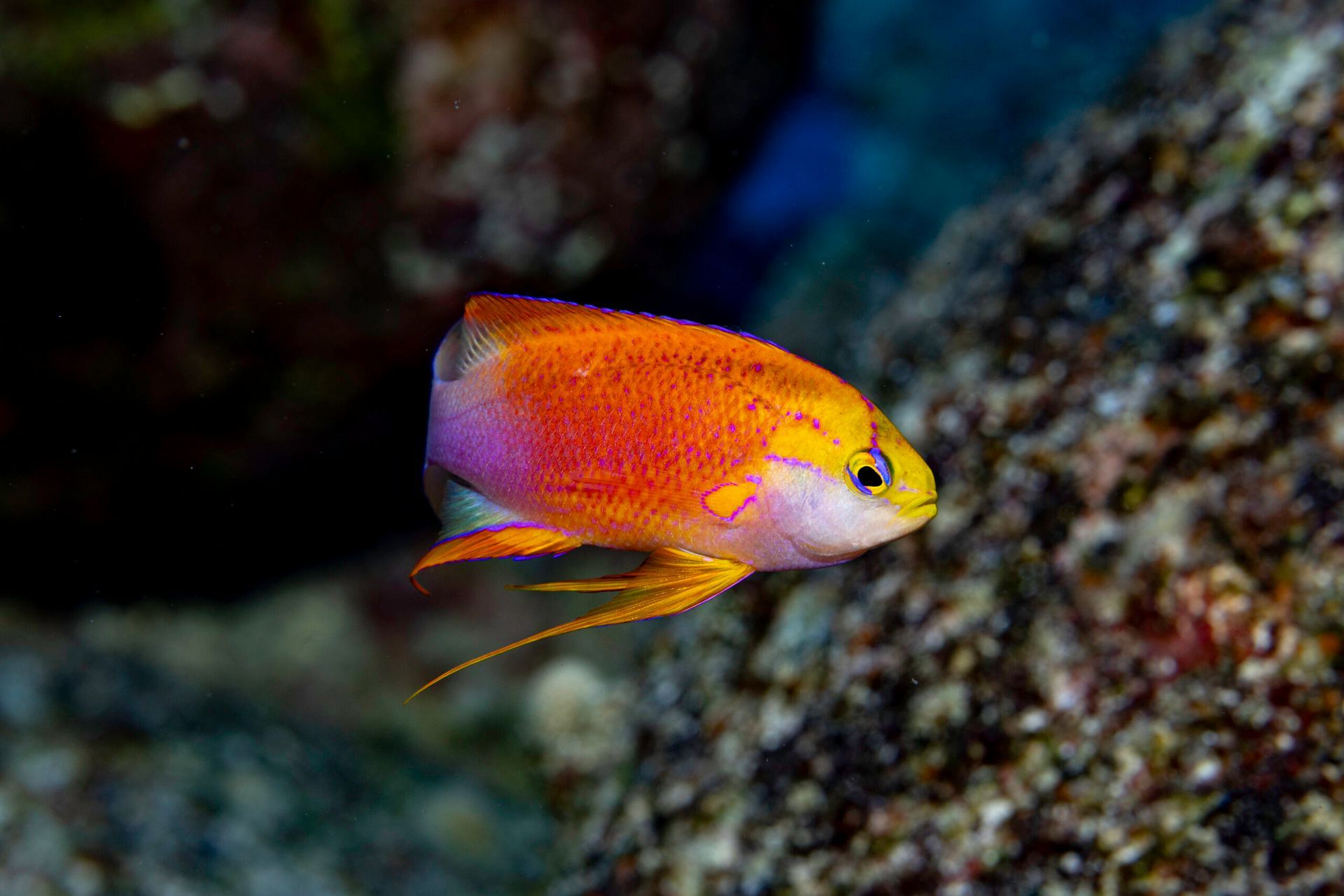 Orange and purple fish swimming near a rocky coral reef