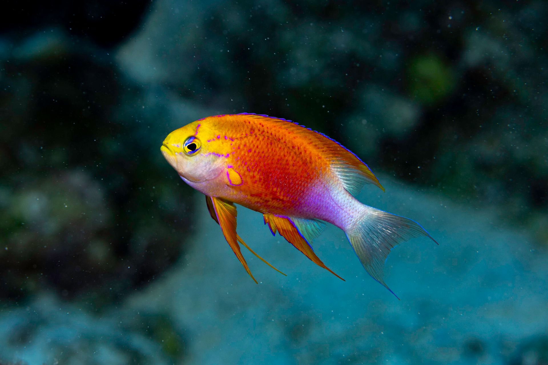 Orange and purple fish swimming in dark blue water