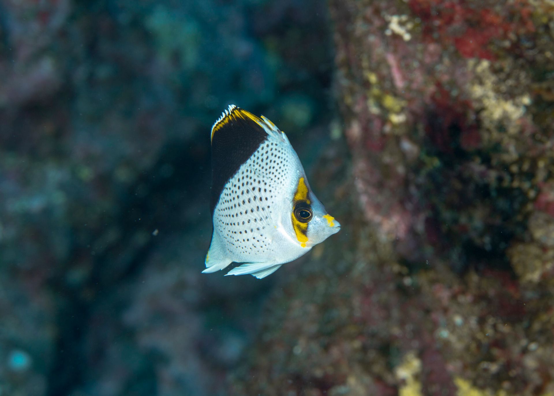 White butterflyfish with yellow-tipped dorsal fin swimming near a coral reef underwater